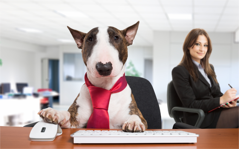 A dog is doing promotion and marketing for the dog fundraising event.