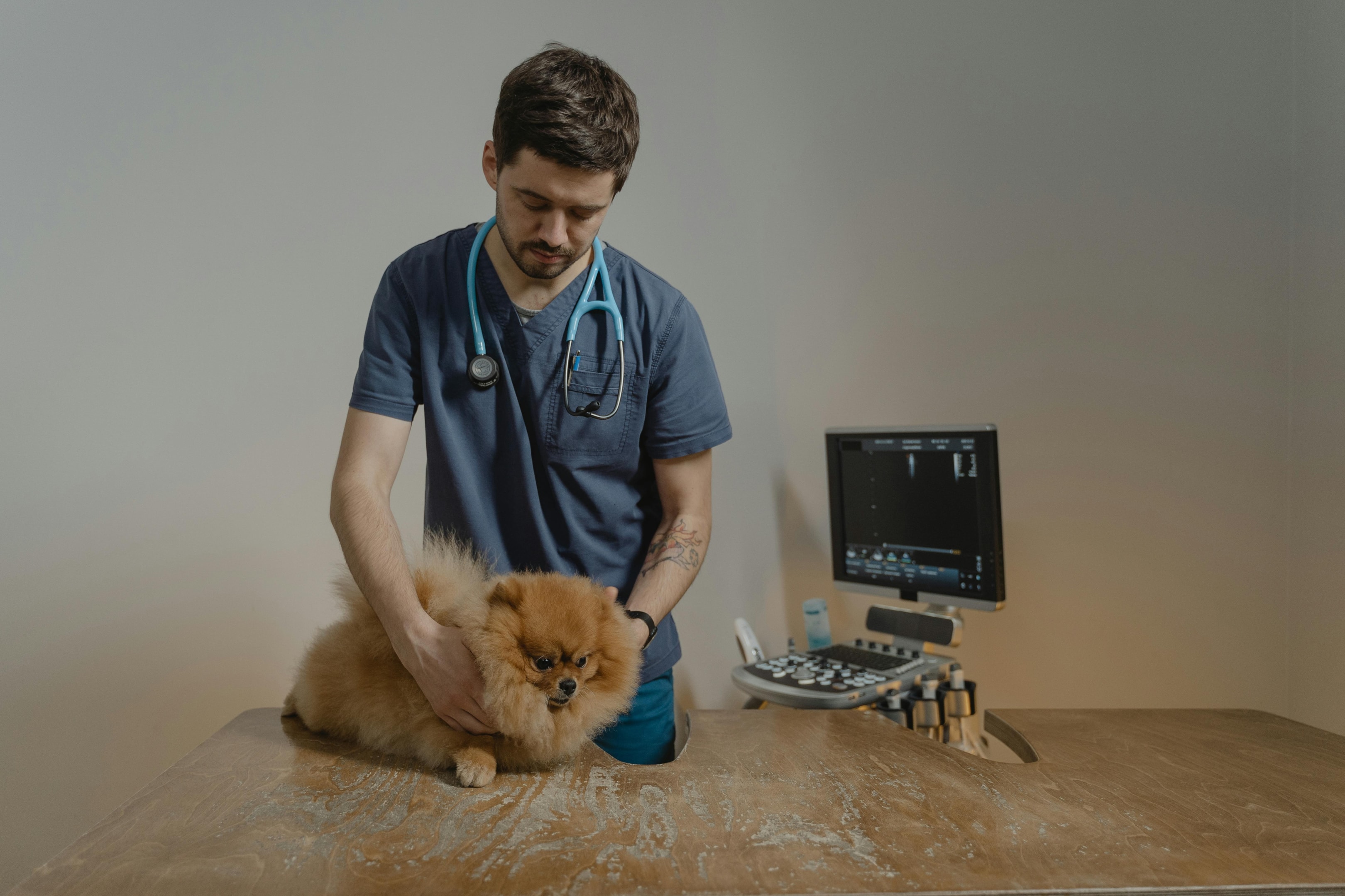 veterinary financial assistance