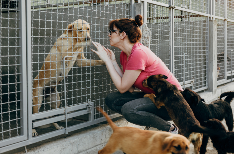 Animal shelter fundraising ideas
