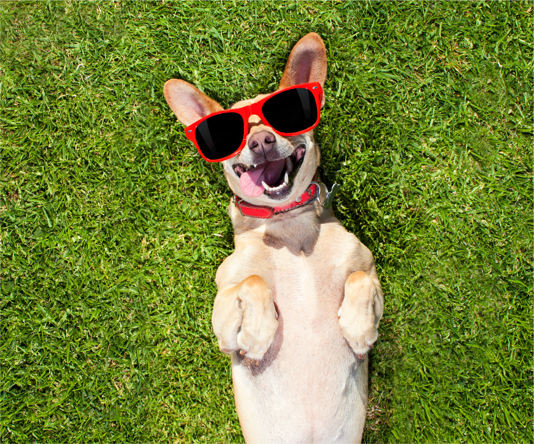 A happy dog doing the animal talent show.