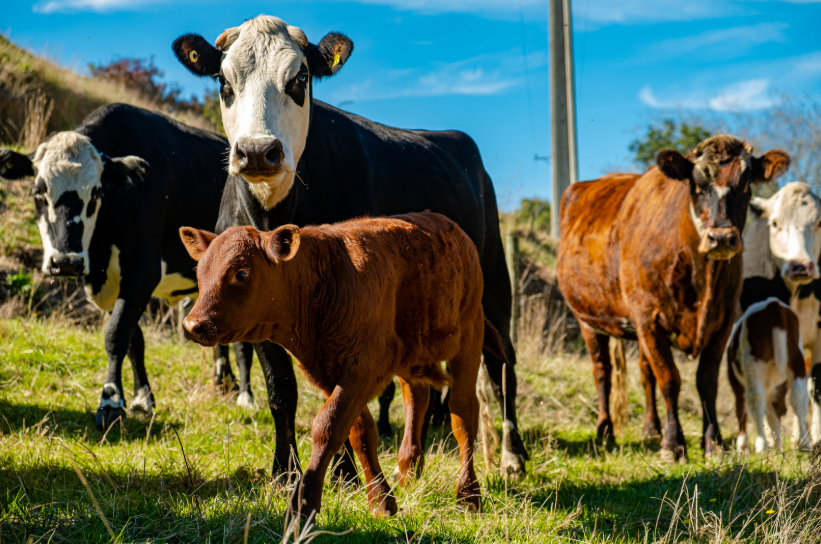top animal charities​