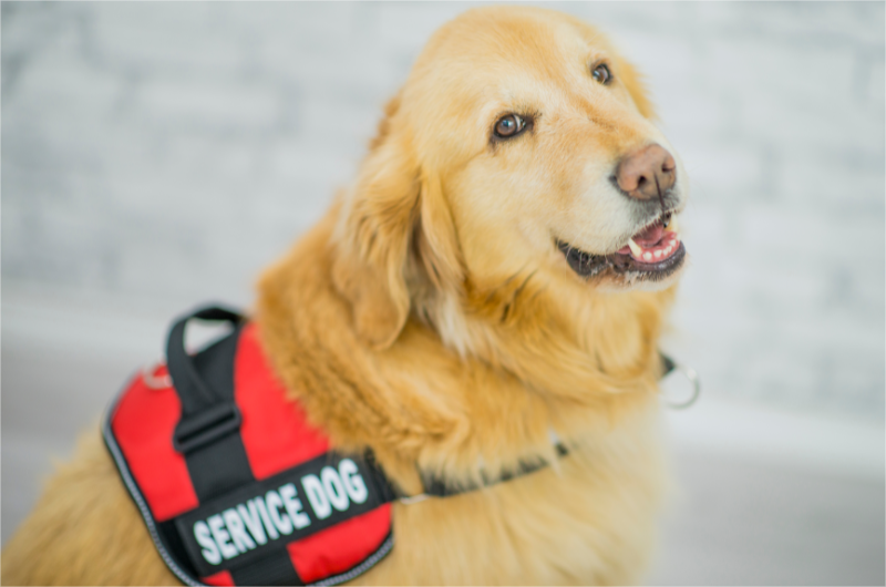 Service dog fundraising.
