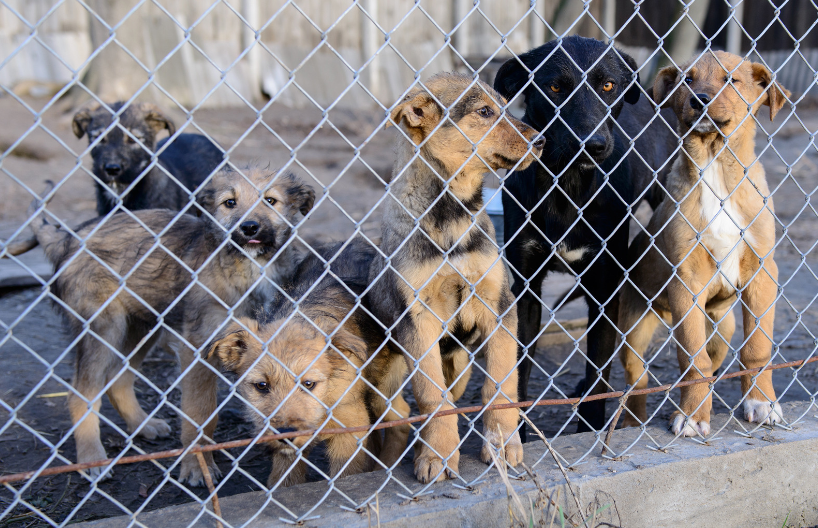 Animal shelter fundraiser ideas