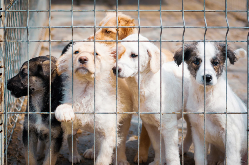 top animal charities to donate to 