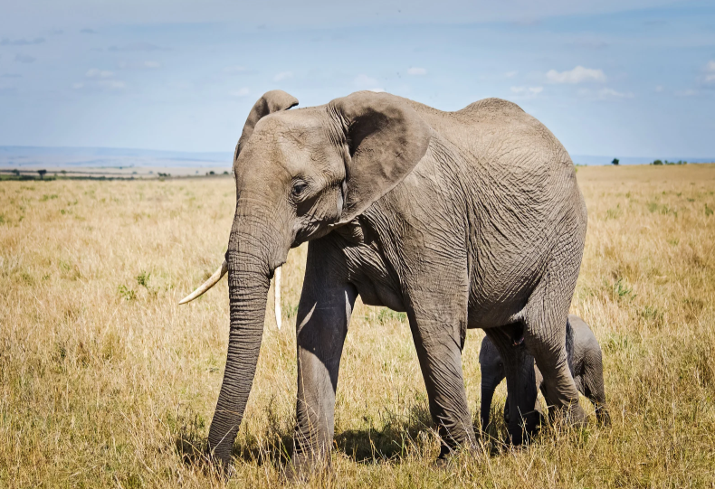 best animal charities​