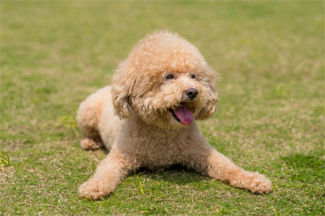 A doggie is laying on the ground.