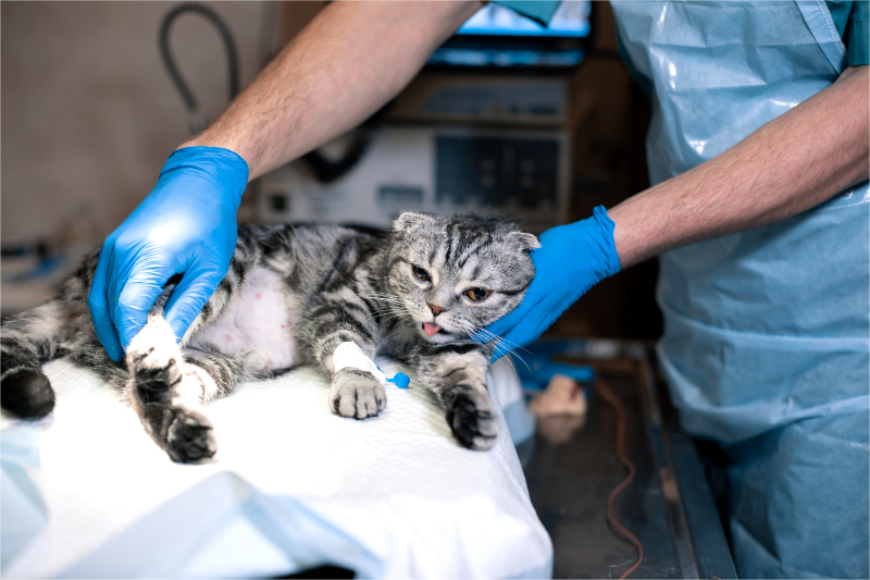 How to raise money for pet surgery.