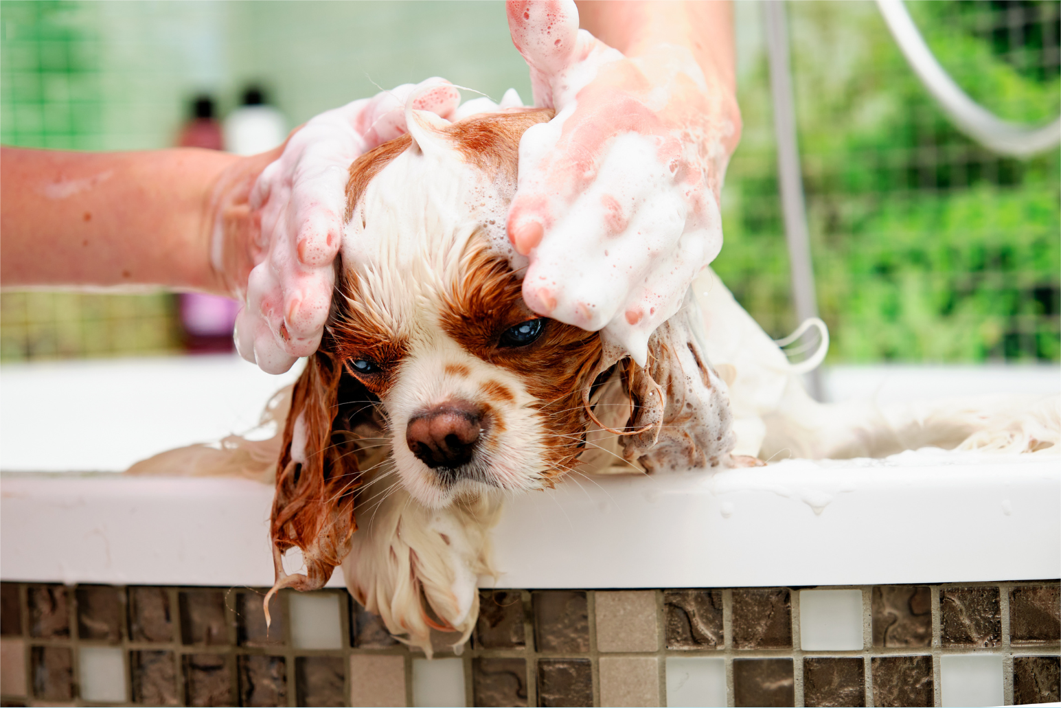 The pet wash fundraising activity.