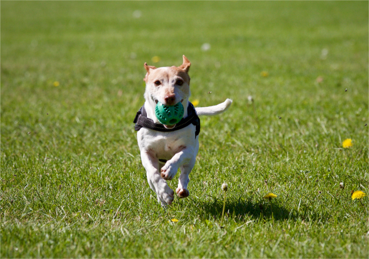 A dog is running at an animal fundraising event.