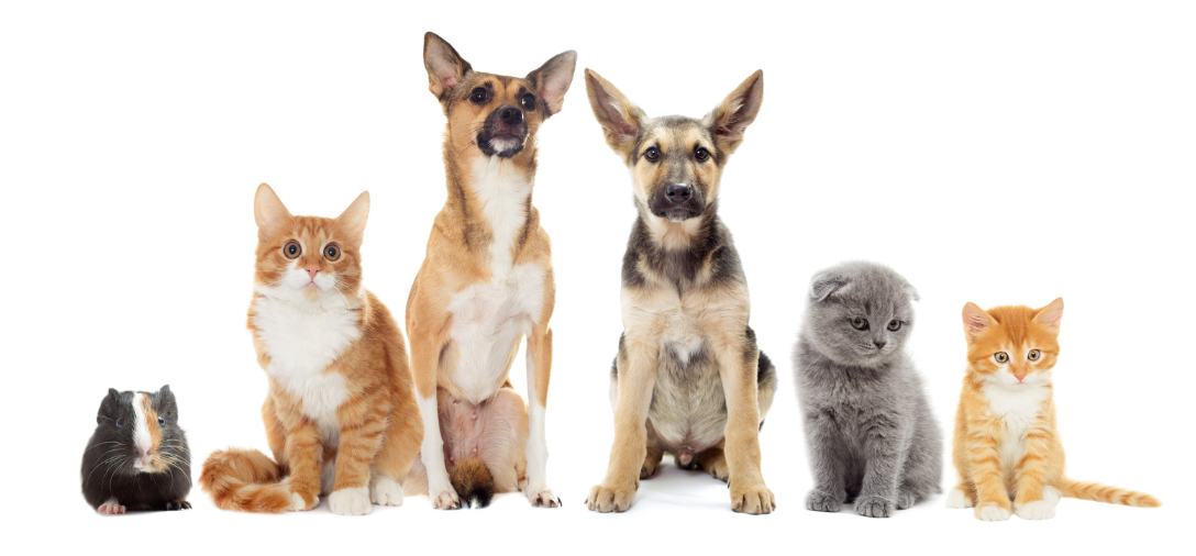 Pet financial support