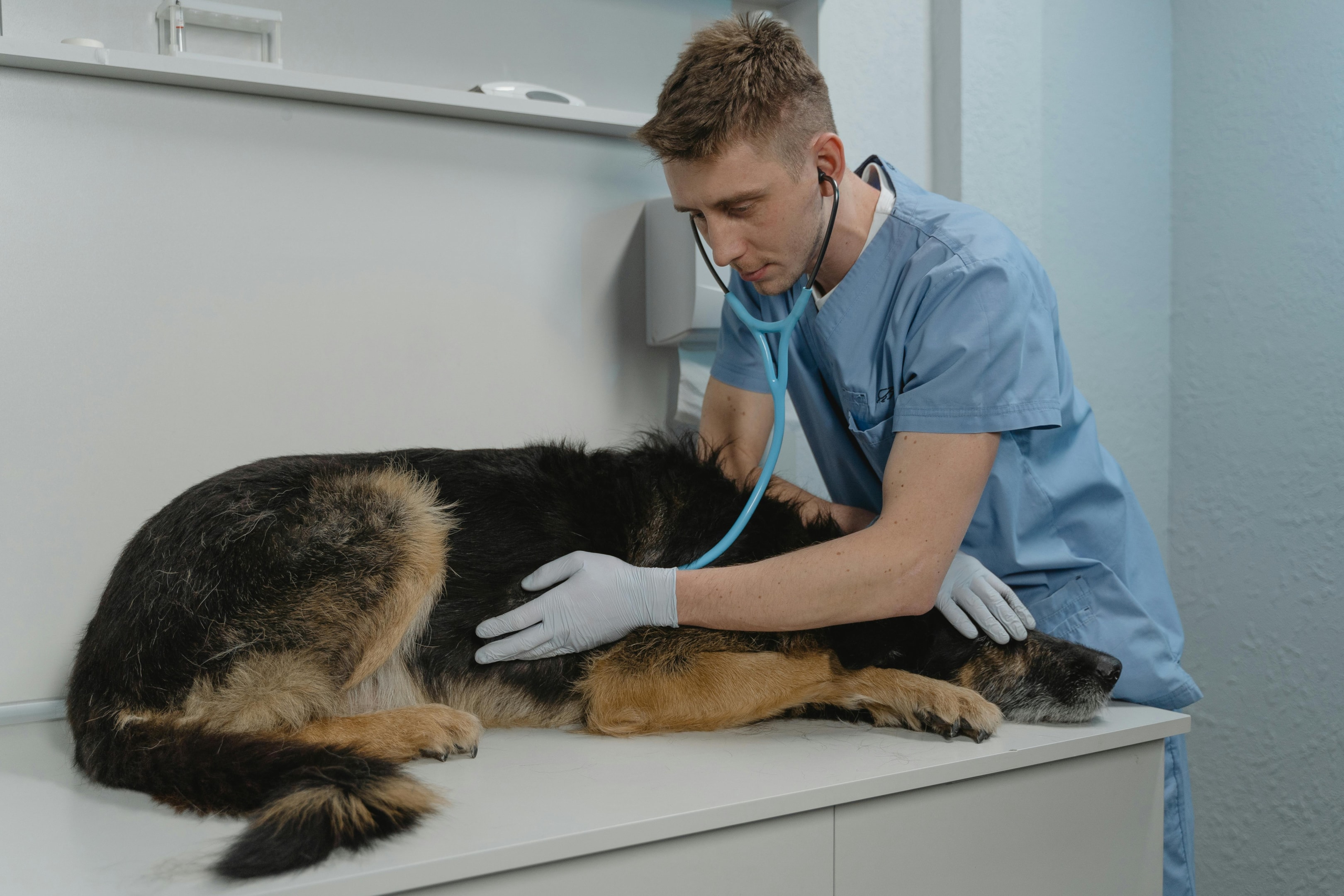 help with vet bills