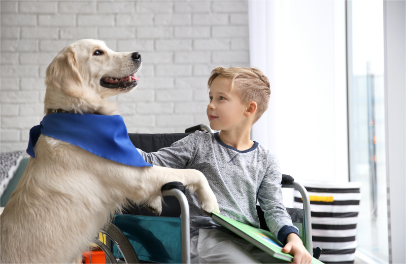 Breaking down the costs of owning a service dog.