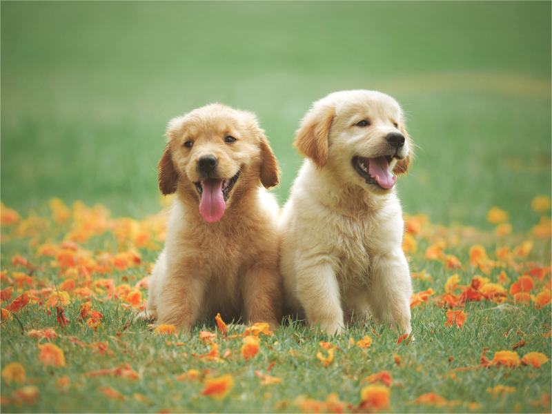 2 cute dogs