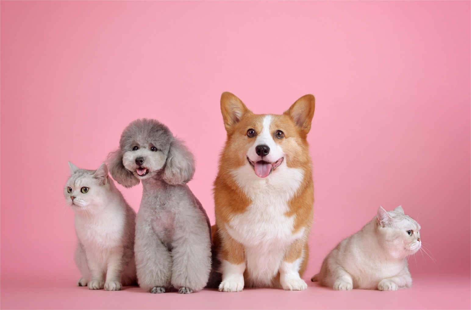 Pet art exhibition - photography.
