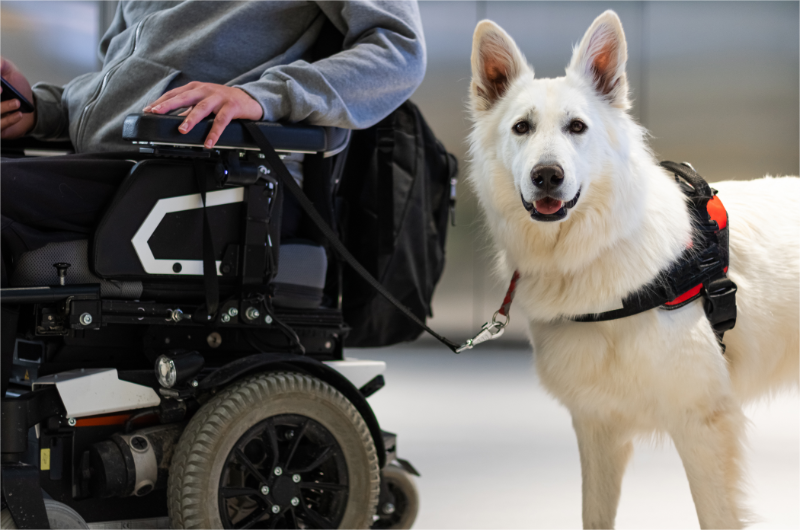 Creative service dog fundraising ideas.