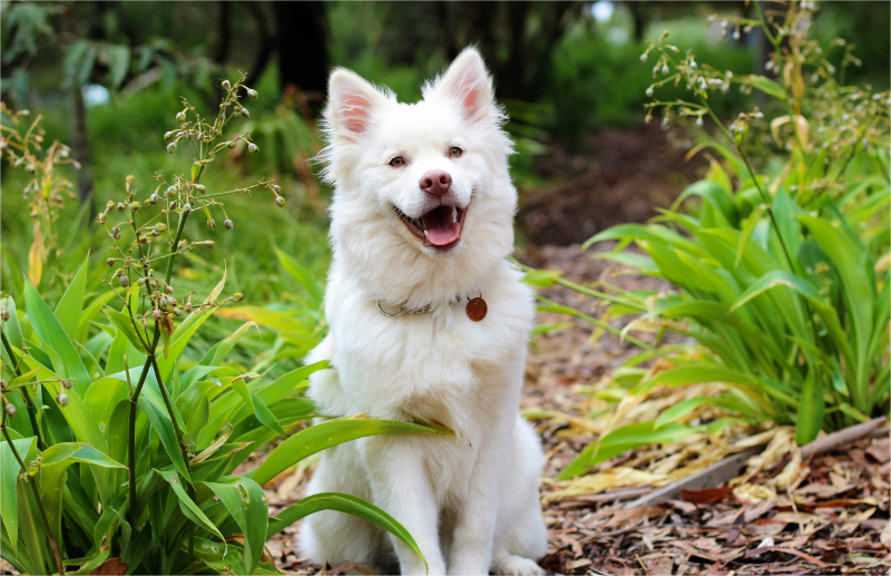 A cute dog.