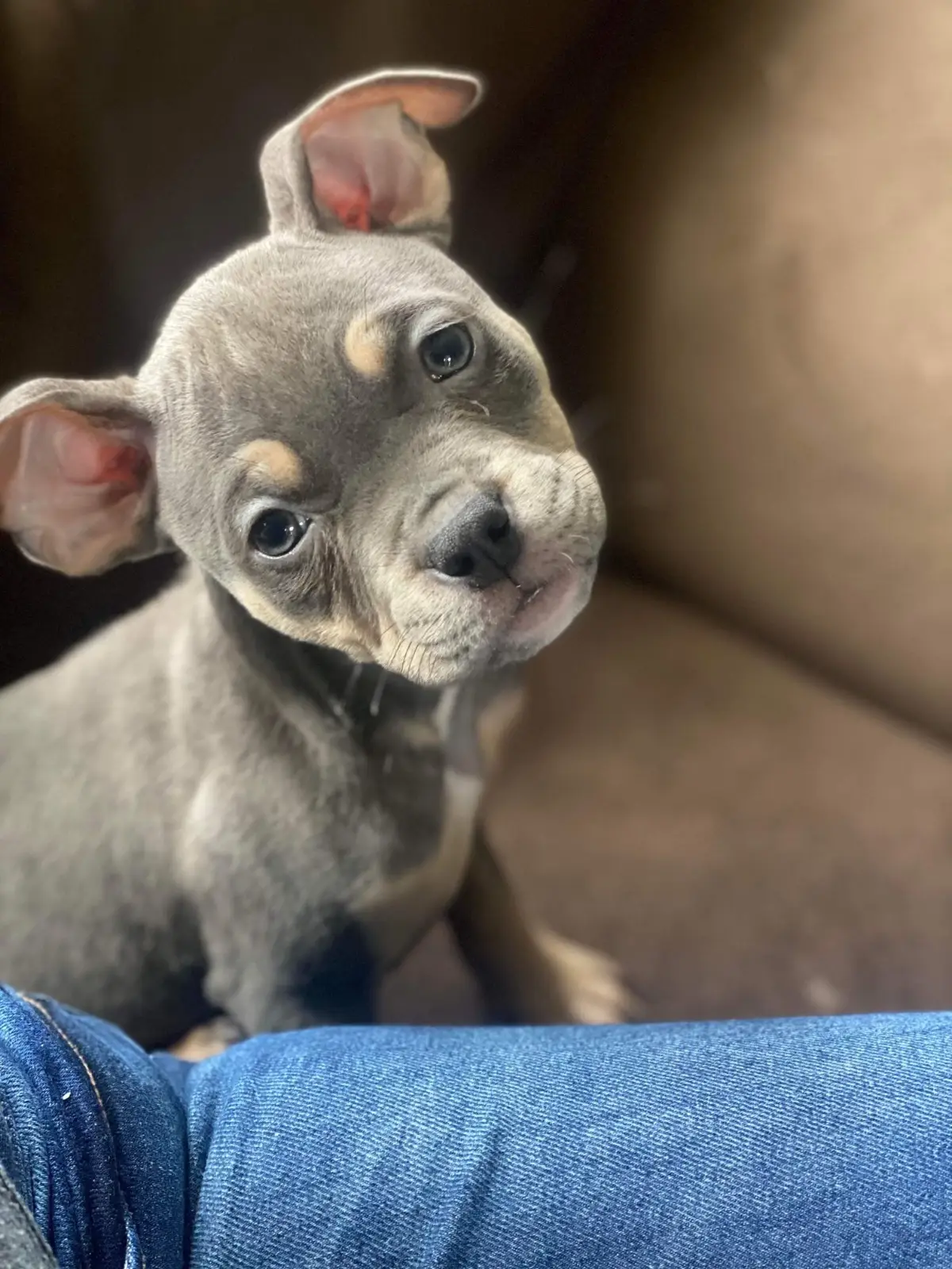 *ForMyNewPuppysShotsHannab Fundraiser by Hannah Oetzel on *spotfund