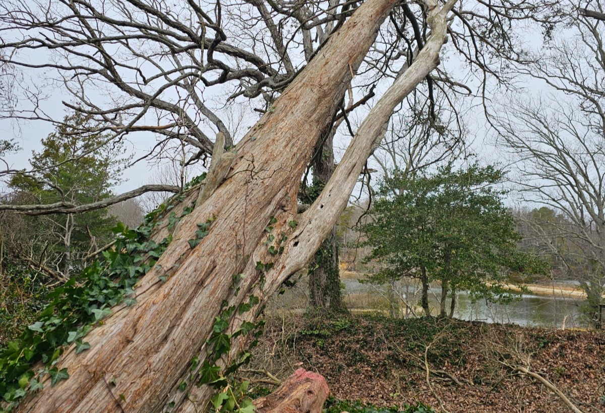 *TreeSafe Fundraiser by Tough Cuts Tree and Scapes LLC on *spotfund