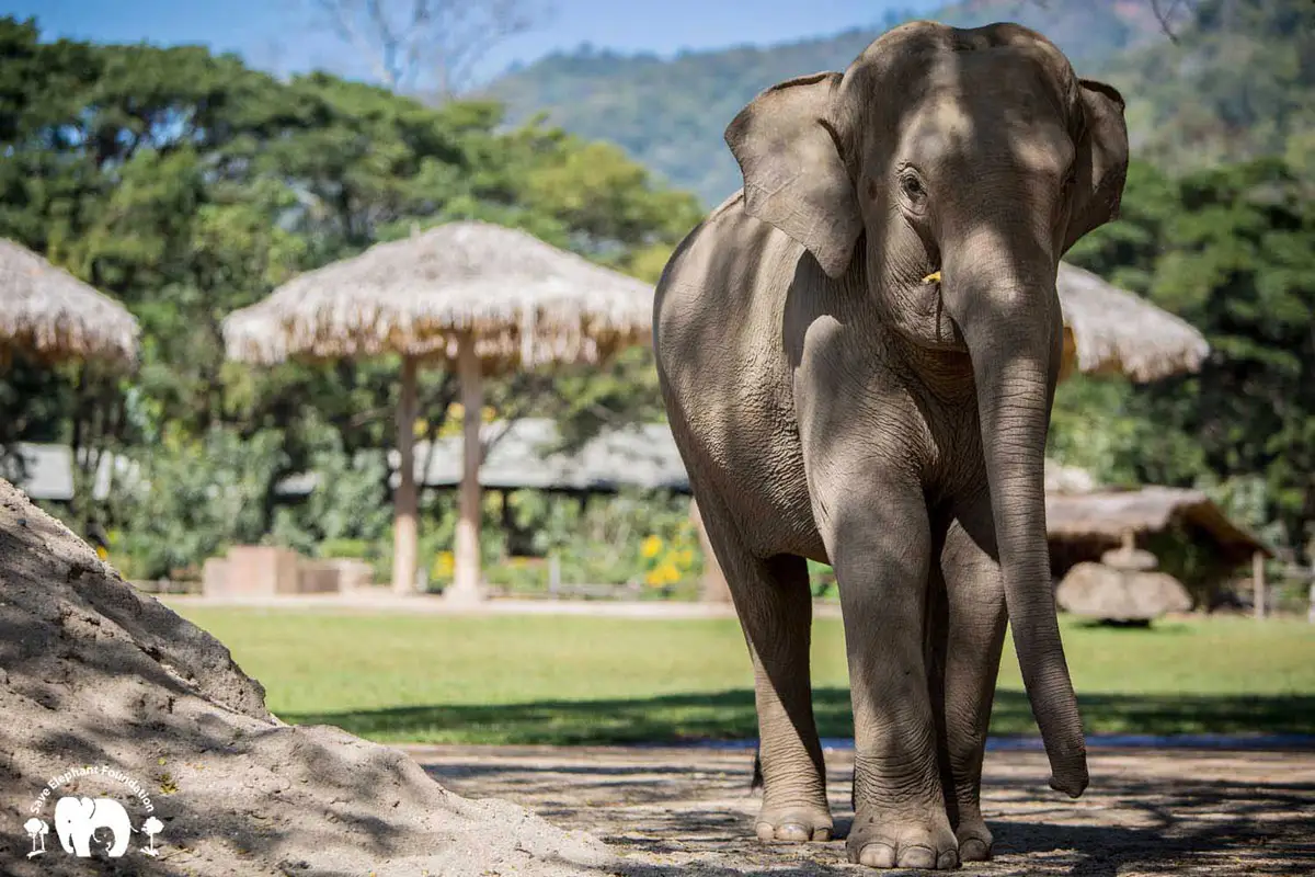 Baby Chaba — The Elephant Project