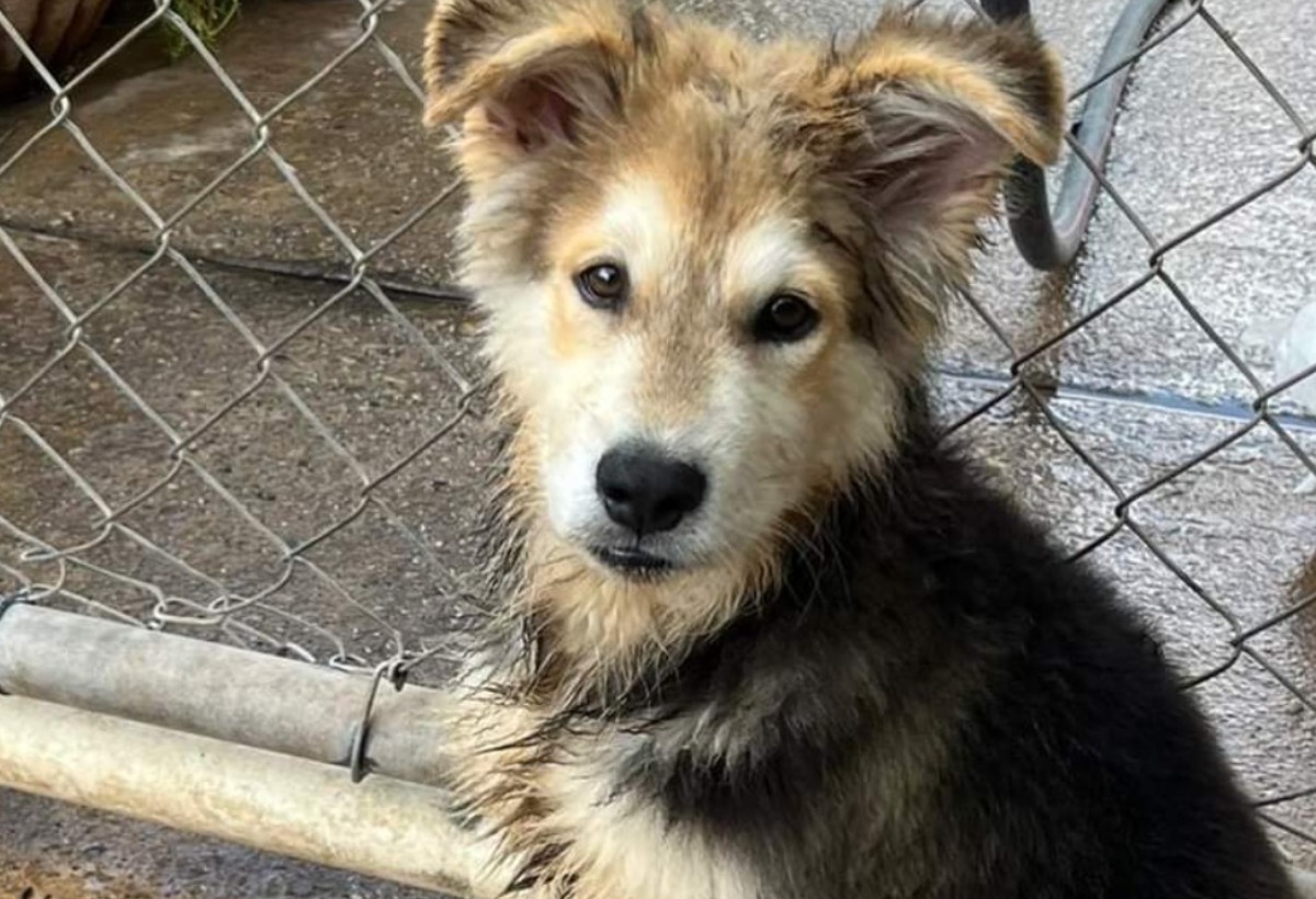 *RescuedDogs Fundraiser by Melissa Ann Lopez on *spotfund