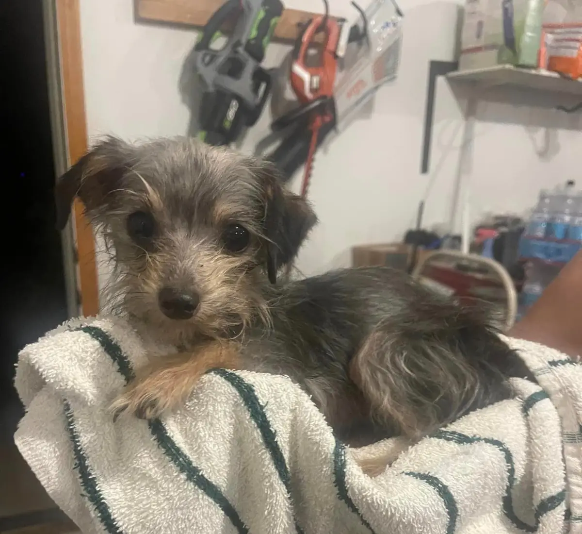 *VetCareForAllDogs Fundraiser by Tiny Paws Small Dog Rescue on *spotfund