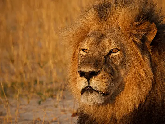 Lion  African Wildlife Foundation