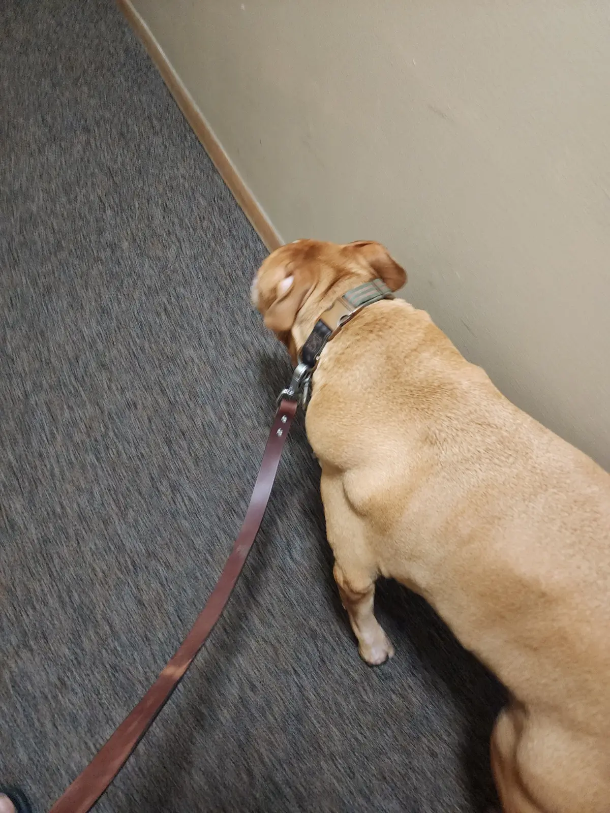 RileyNeedsHelp