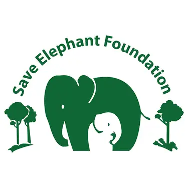 Baby Elephant Wan Mai - Save Elephant Foundation