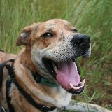 2 Traveling Dogs 2TD